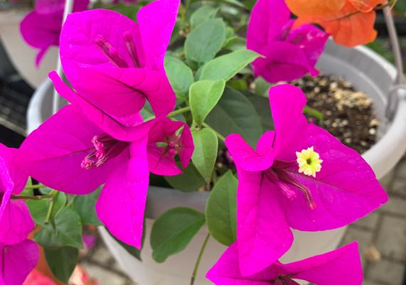 Bougainvillea starting from $59.95 and up