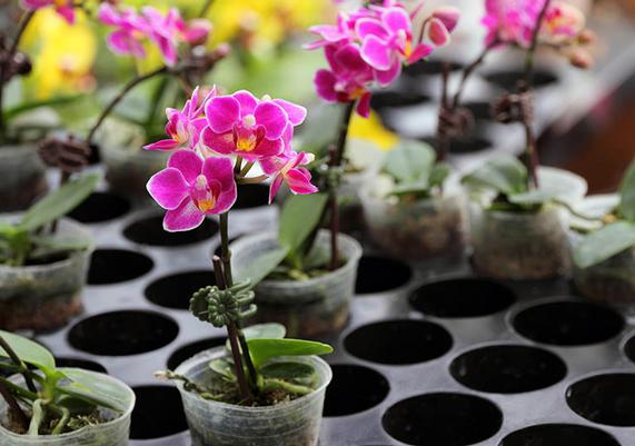 Orchid starting at $59.95 w/ceramic pot
