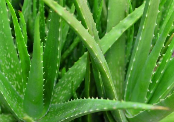 Aloe Vera Starting from $9.95 and up