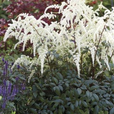 Astilbe Arendsii Moccachino