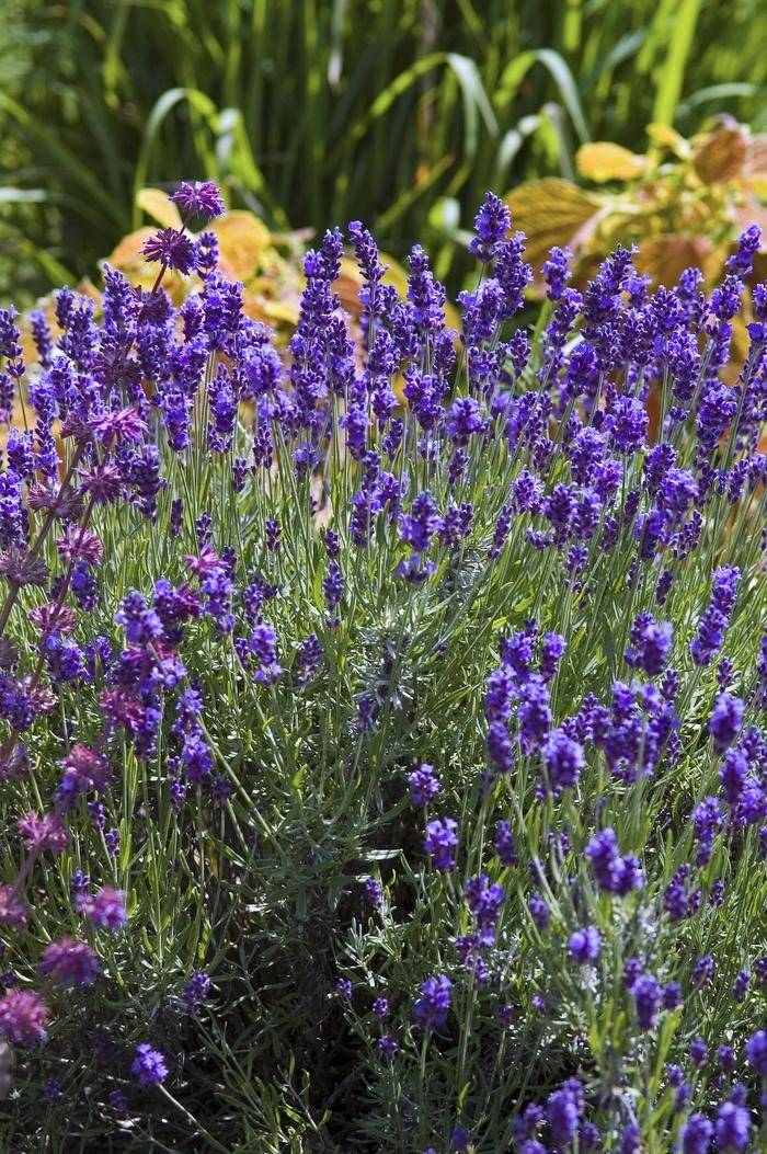 Lavandula Angustifolia Hidcote English Lavender From Scotts Garden Centre