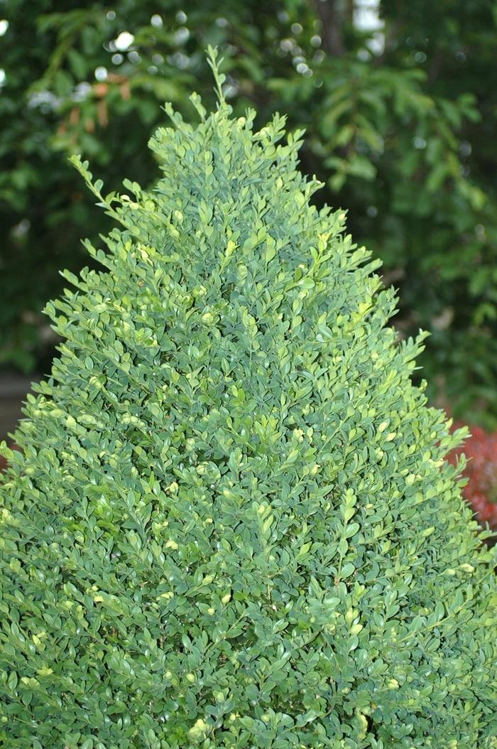 Buxus X Green Mountain Green Mountain Boxwood From Scotts Garden Centre