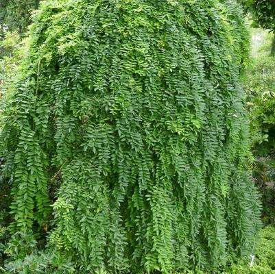 Caragana Arborescens Pendula
