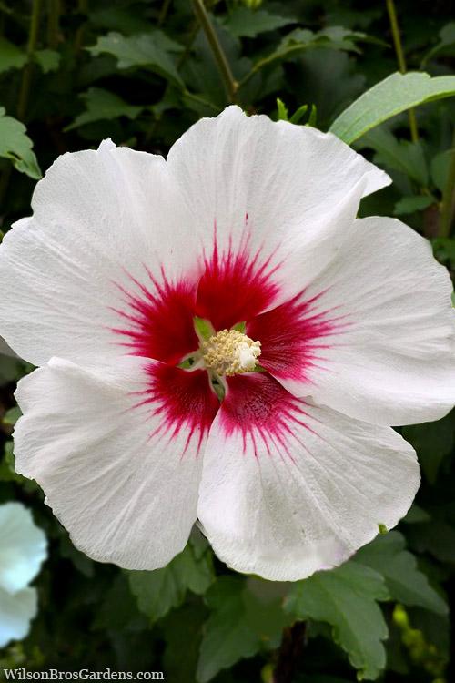 Hibiscus Syriacus Red Heart