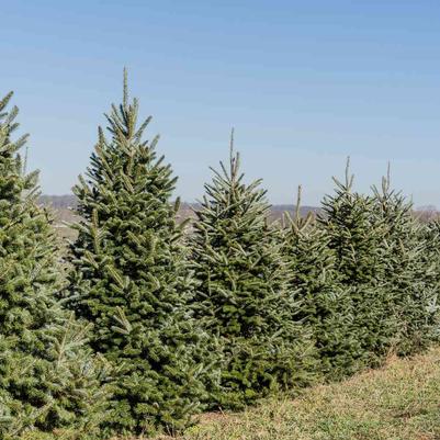 Abies Fraseri Fraser Fir
