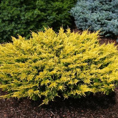 Juniperus Horizontalis Limeglow