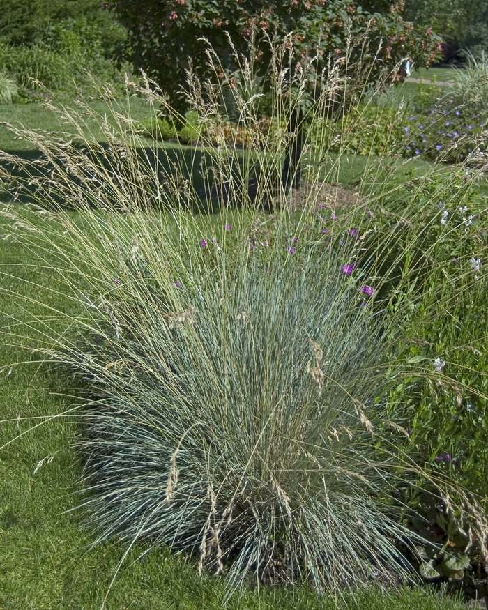 Helictotrichon semperviren | Blue Oat Grass | Scotts Garden Centre