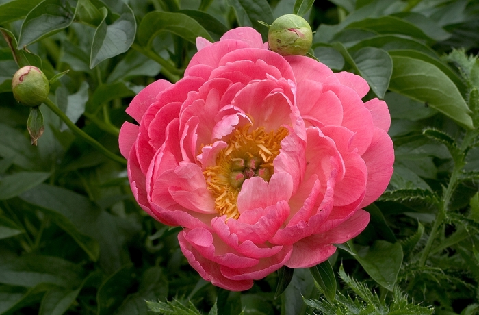 Paeonia 'Coral Sunset' | Peony | Scotts Garden Centre