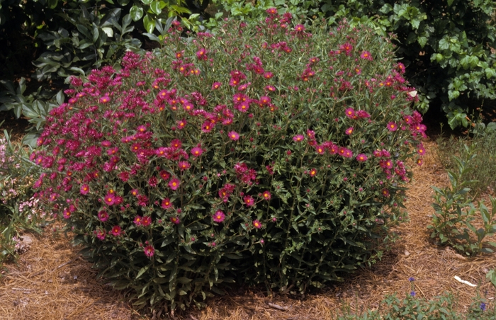 Aster novae-angliae 'September Ruby' | Aster | Scotts Garden Centre