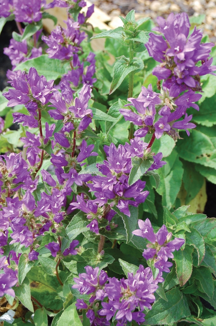 Campanula Glomerata Superba Clustered Bellflower Scotts Garden Centre 4823