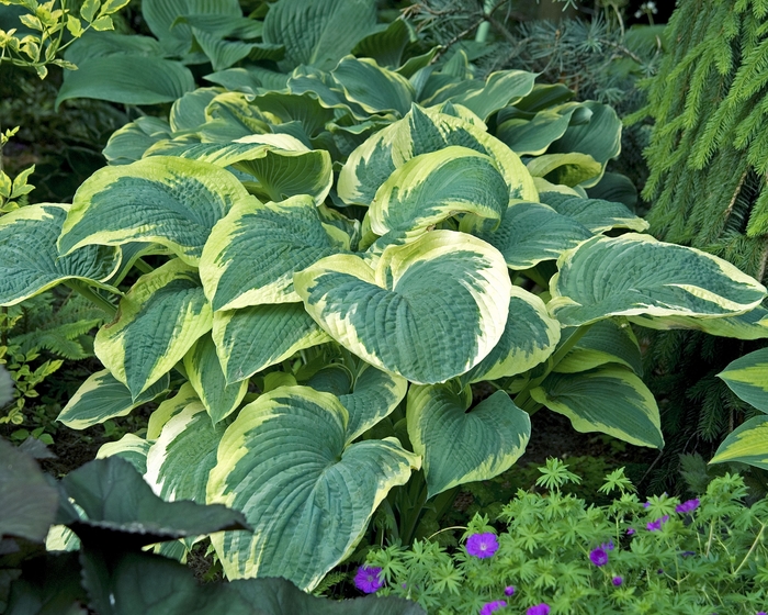 Hosta Northern Exposure Hosta Scotts Garden Centre