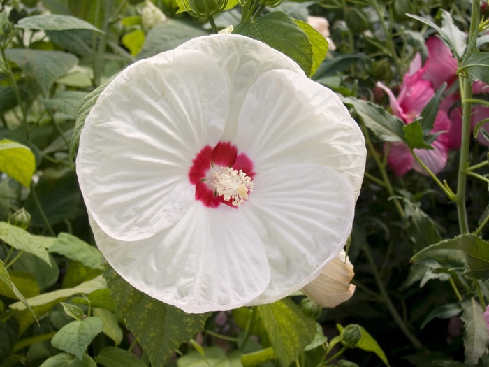 Hibiscus moscheutos 'Luna White' | Hardy Hibiscus | Scotts Garden Centre