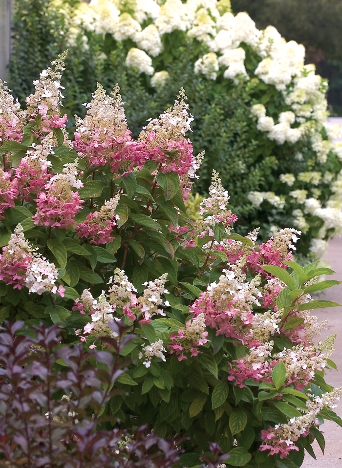 Hydrangea paniculata 'Pinky Winky™' | Hydrangea | Scotts Garden Centre