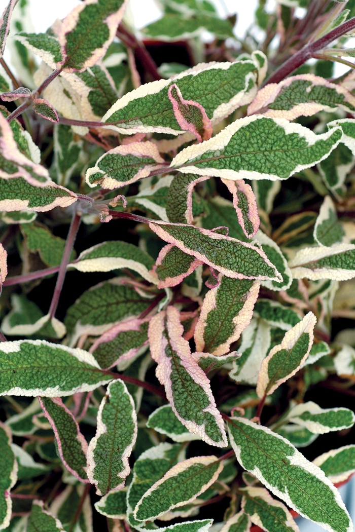 Salvia 'Silver Sabre' | Variegated sage | Scotts Garden Centre