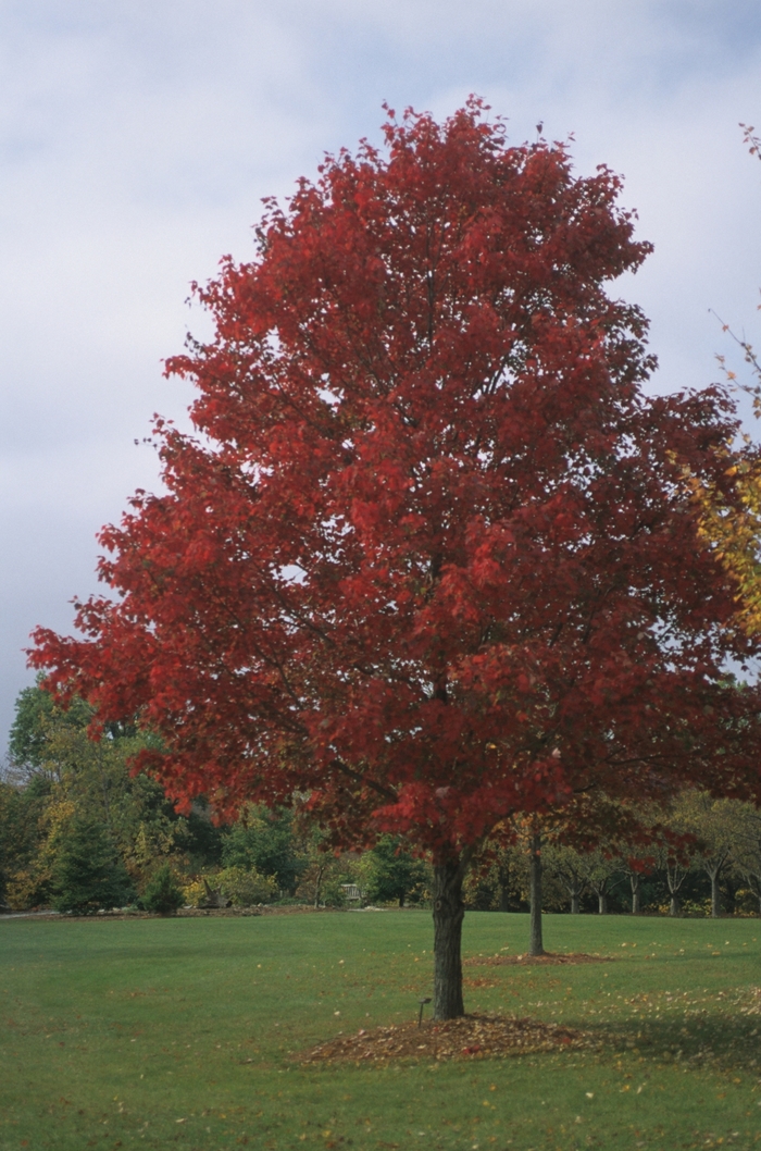 Acer rubrum | Red Maple | Scotts Garden Centre