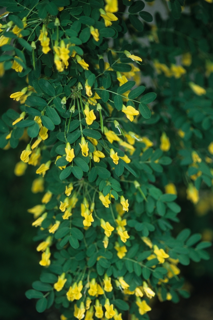 Caragana arborescens pendula | Weeping peashrub | Scotts Garden Centre