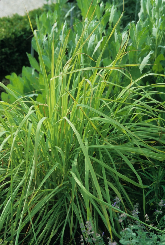 Cymbopogon Citratus | Lemon Grass | Scotts Garden Centre