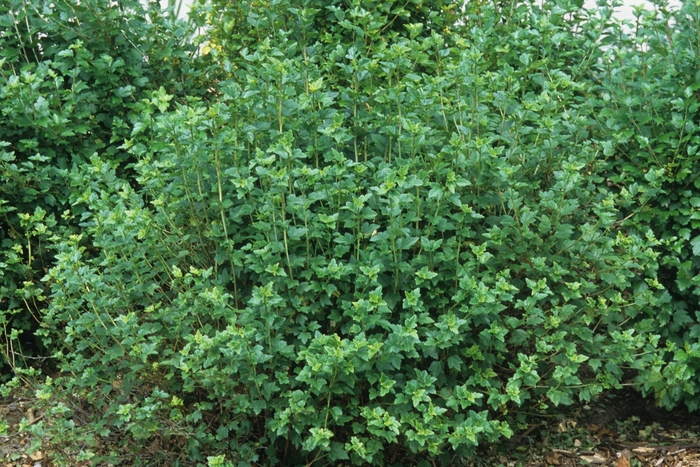 Ribes alpinum '' | Alpine Currant | Scotts Garden Centre