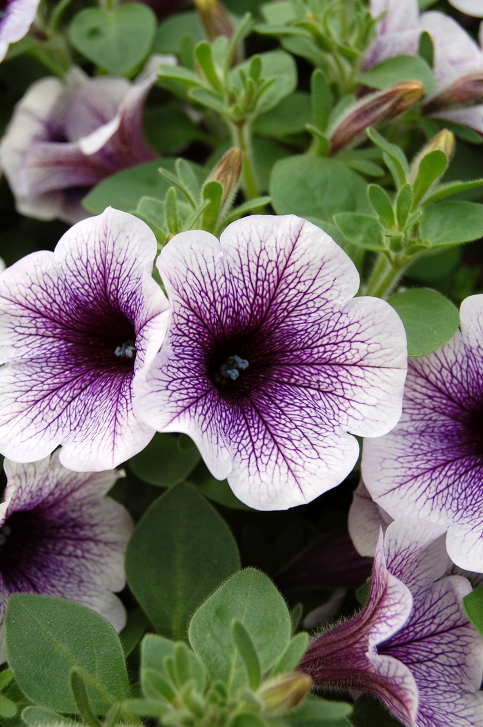 Petunia hybrida 'Sanguna® Blue Vein' | Sanguna® Blue Vein Petunia ...