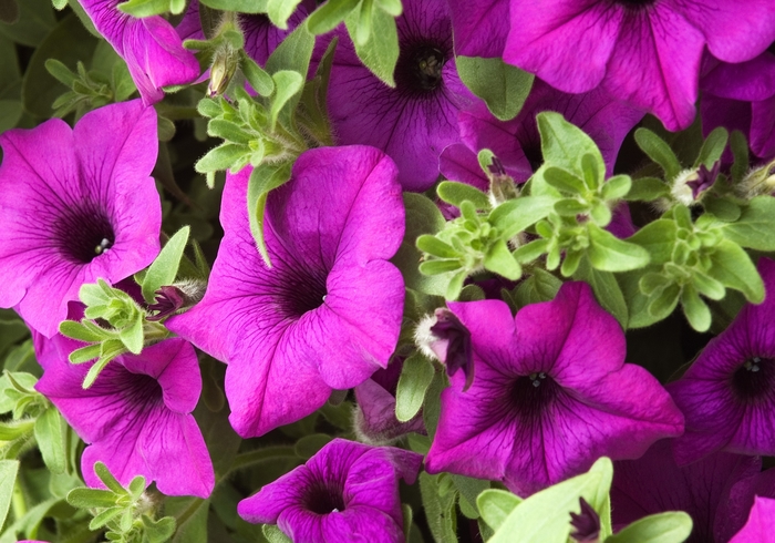 Petunia hybrid | Petunia Surfinia Giant Blue | Scotts Garden Centre