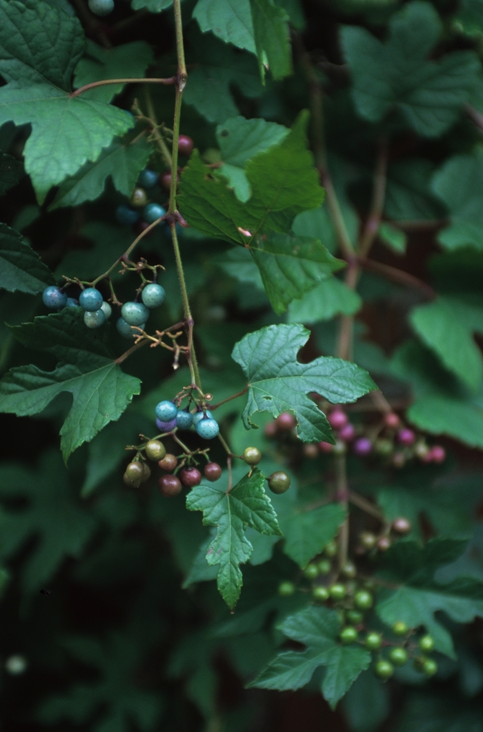 Ampelopsis brevipedunculata 'Elegans' Varigated Porcelain Vine