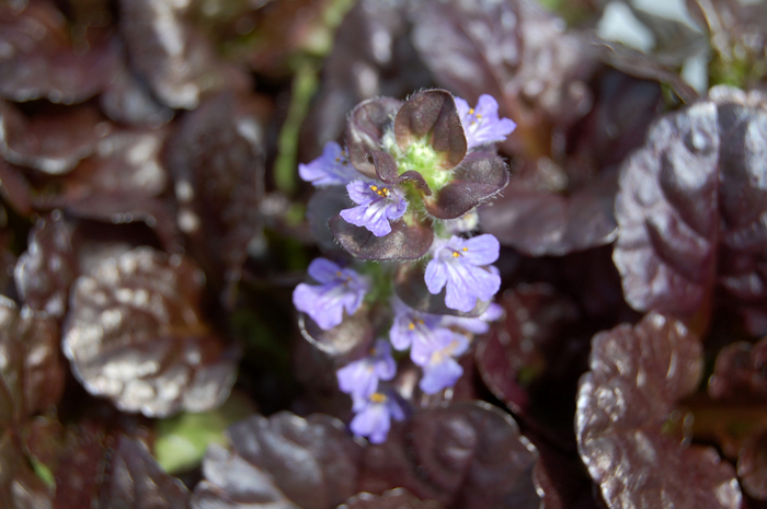 Ajuga Reptans 'black Scallop' 