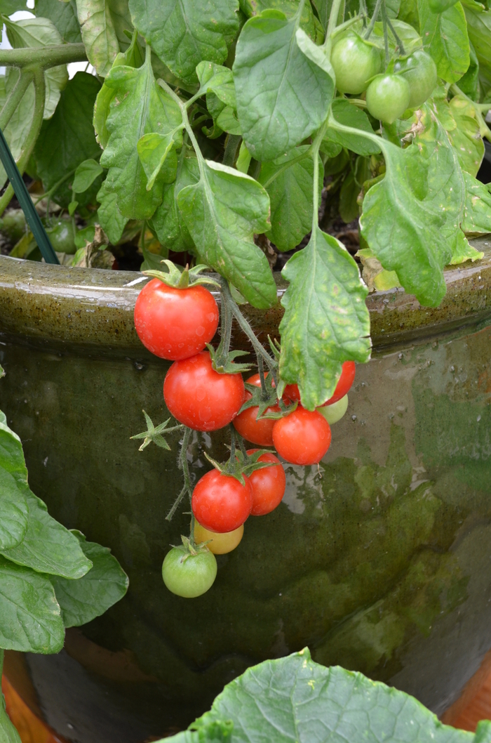 Lycopersicon esculentum | Cherry Tomato | Scotts Garden Centre