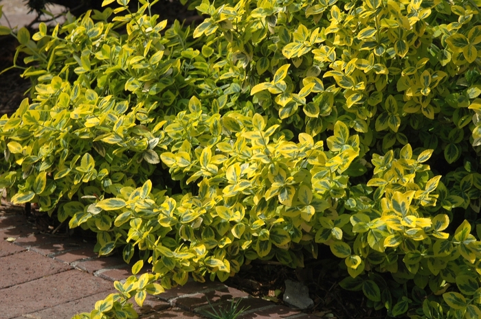 Euonymus fortunei 'Emerald n' Gold' | Wintercreeper Euonymus | Scotts ...