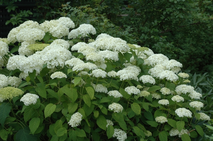 Hydrangea Arborescens 'annabelle' 