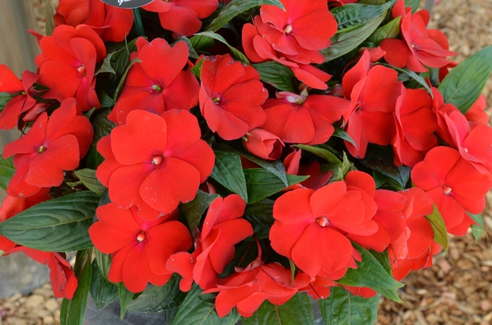 Impatiens 'Magnum Dark Red' | New Guinea Impatiens ...