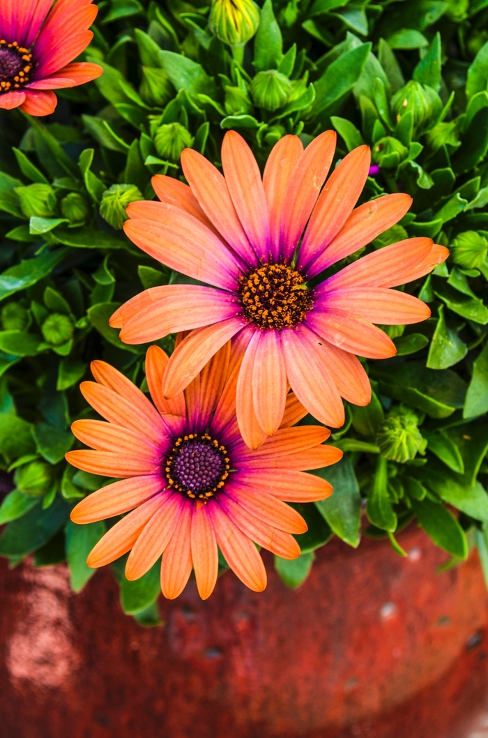 Osteospermum ecklonis 'Serenity Bronze' | African Daisy | Scotts Garden ...