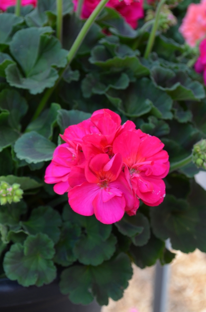 Pelargonium 'Red Fox Pinnacle Neon' | Geranium | Scotts Garden Centre