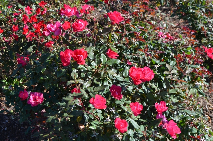 Rosa Radrazz The Knock Out® Rose Scotts Garden Centre