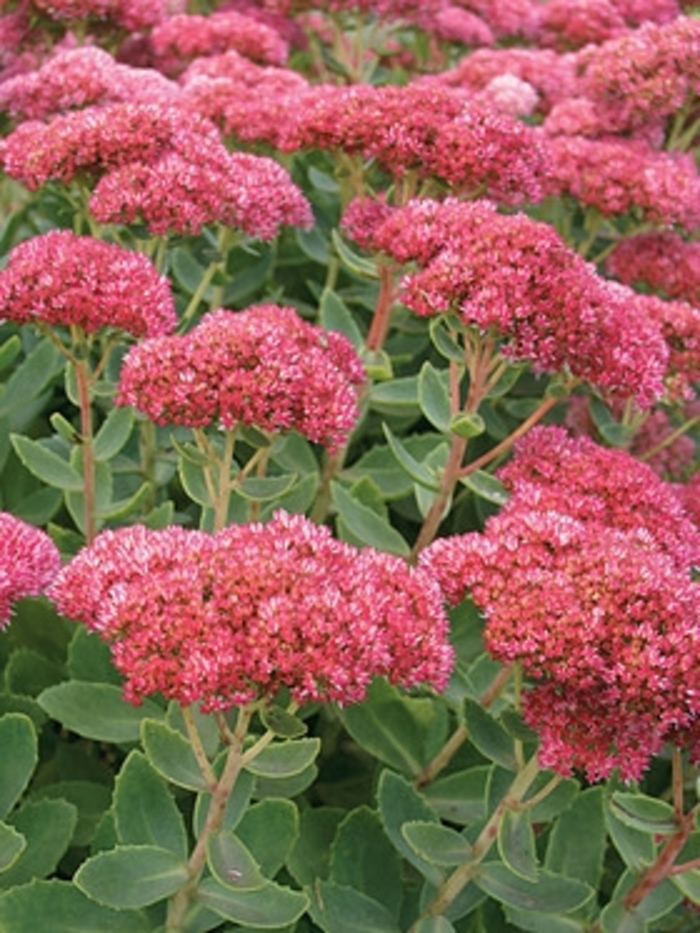 Sedum 'Autumn Fire' | Stonecrop | Scotts Garden Centre