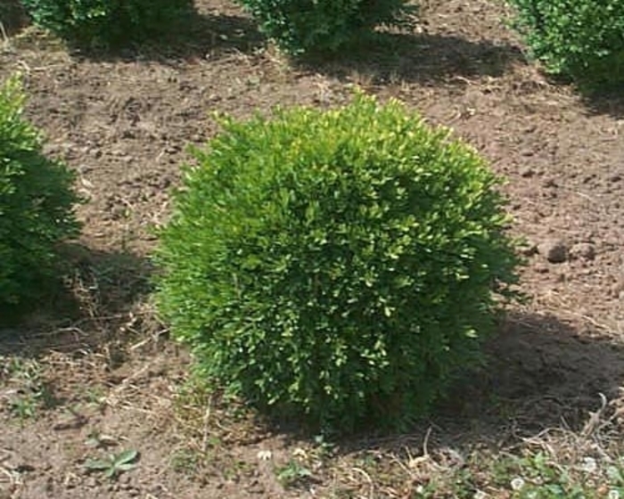 Buxus Microphyla Green Gem Green Gem Boxwood Scotts Garden Centre 7713