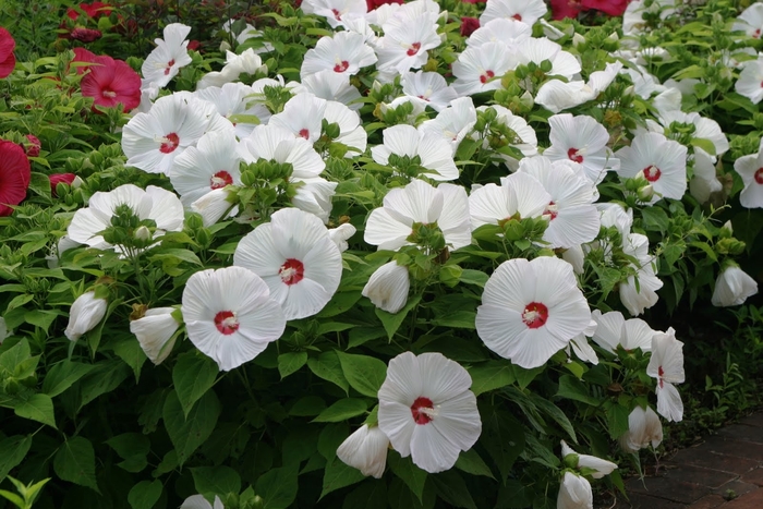 Rose Mallow | Perennial Hibiscus | Scotts Garden Centre