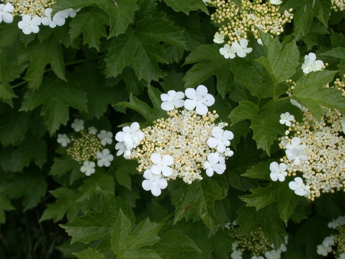 Viburnum X Carlcephalum 