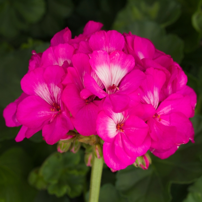 Pelargonium X Hortorum 'Tango Hot Pink' | Zonal Geranium | Scotts ...