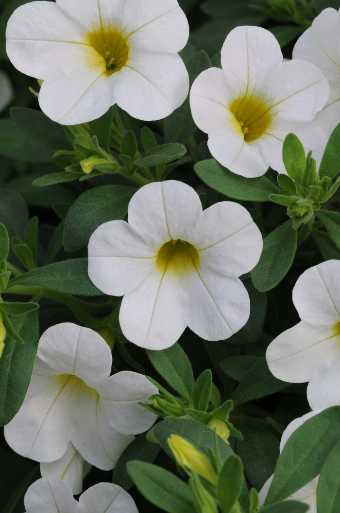 Calibrachoa X Hybrida Minifamous Compact White Million Bells   WEB 129629 