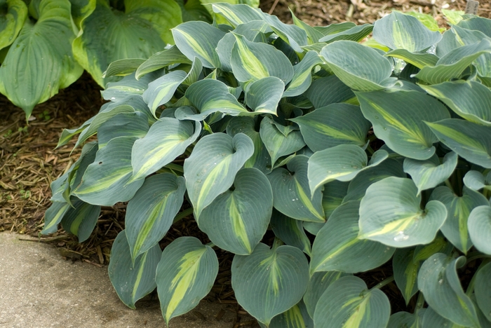 Hosta 'Touch of Class' | Touch of Class Hosta | Scotts Garden Centre