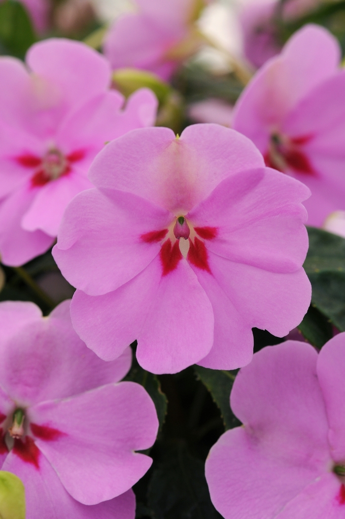 Impatiens 'bounce Lilac' 