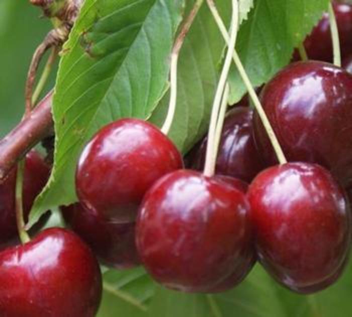 Cherry Stella fruit | Cherry Stella | Scotts Garden Centre