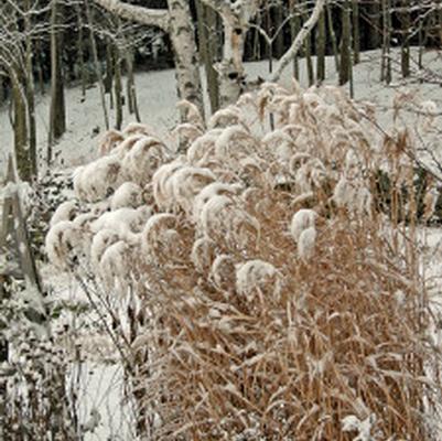 Preparing Perennials For Winter in your Garden