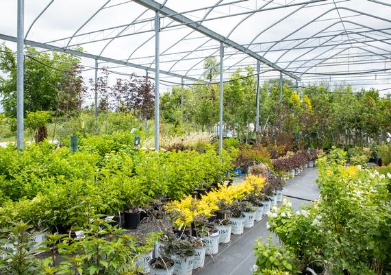 Tree & Shrub Nursery