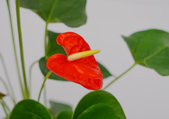 Potted Heart