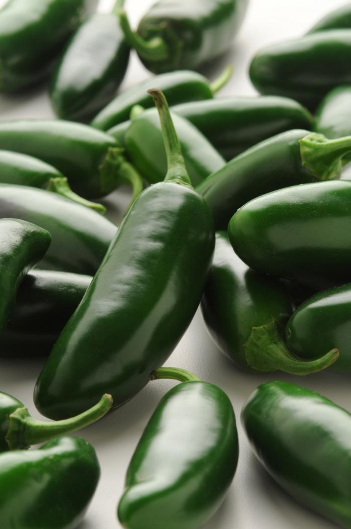 Jalapeno Pepper 