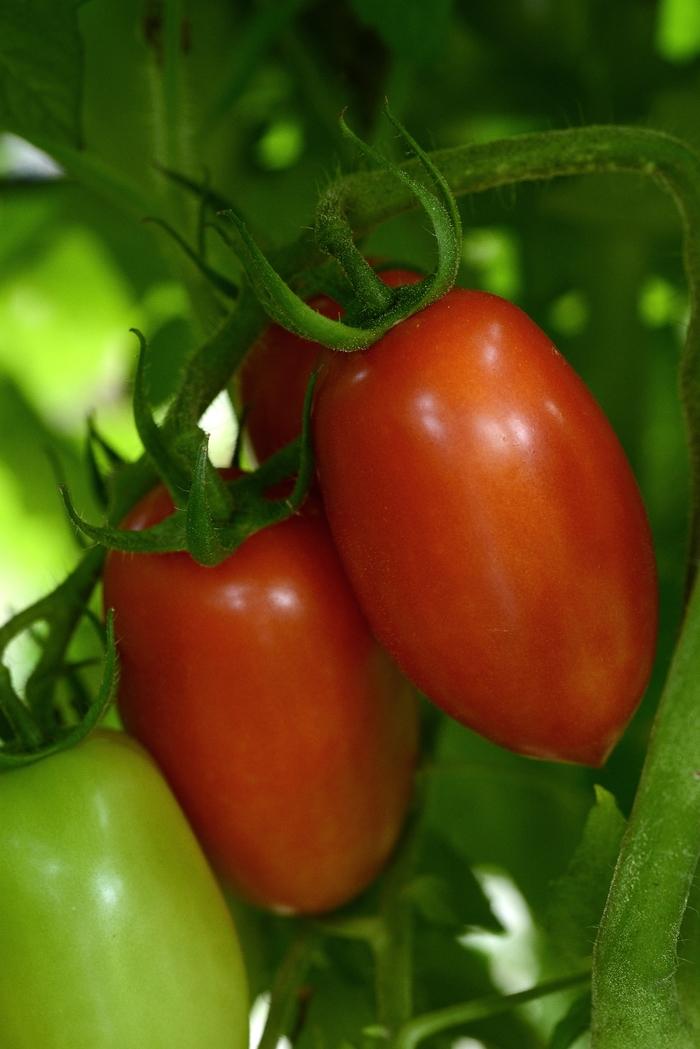 Solanum lycopersicum Heirloom Marriage Marzinera