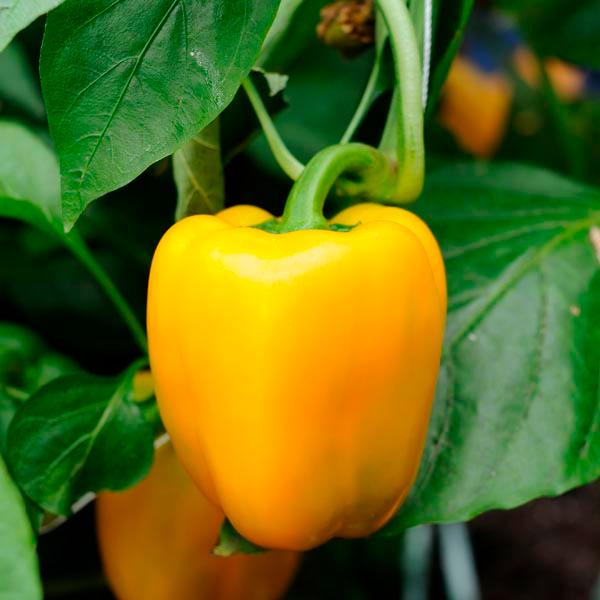 Sweet Yellow Bell Pepper 