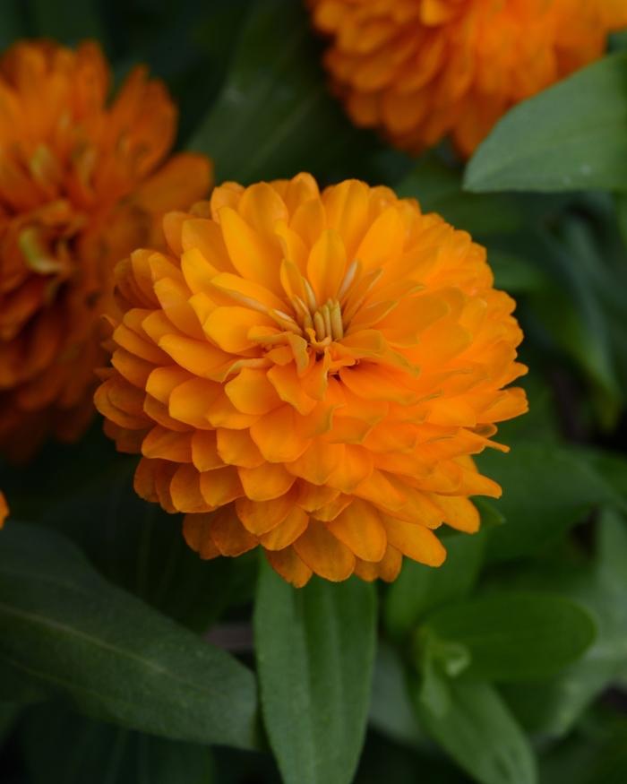 Zinnia marylandica 'Bright Orange' Zinnia from Scotts Garden Centre