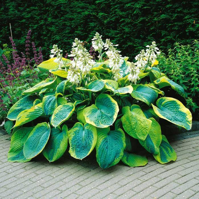 Hosta 'Frances Williams' - Plantain-Lily from Scotts Garden Centre